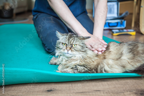 Fototapeta Naklejka Na Ścianę i Meble -  Physiotherapie bei Arthrose einer Katze
