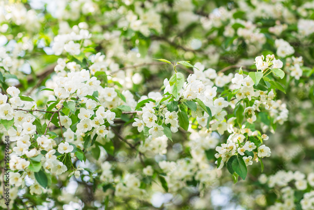 Blooming apple tree in spring time. Blooming apple tree in spring time.
