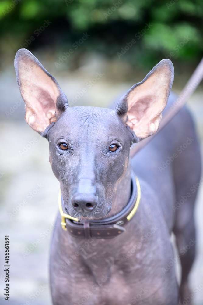dog of Xoloitzcuintli breed, mexican hairless dog grey color outdoor