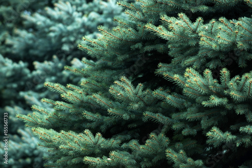 background from green fir tree branch, fluffy young branch fir tree with needles © Volodymyr