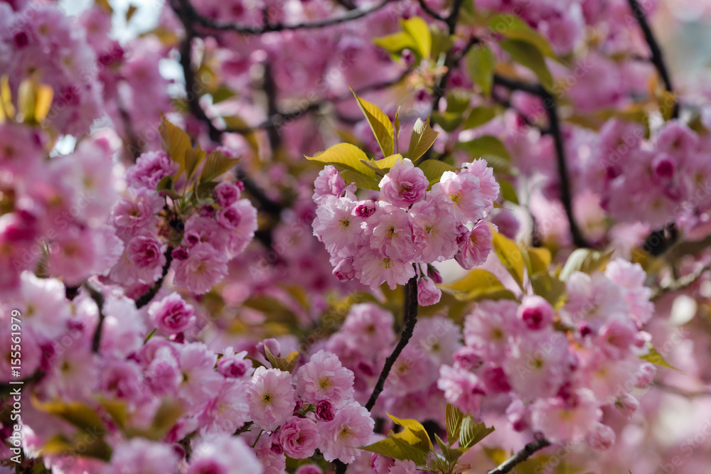 pink sakura or cherry blossom in spring season, japan