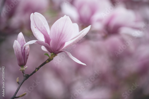 flower background, summer or spring nature in garden © Volodymyr