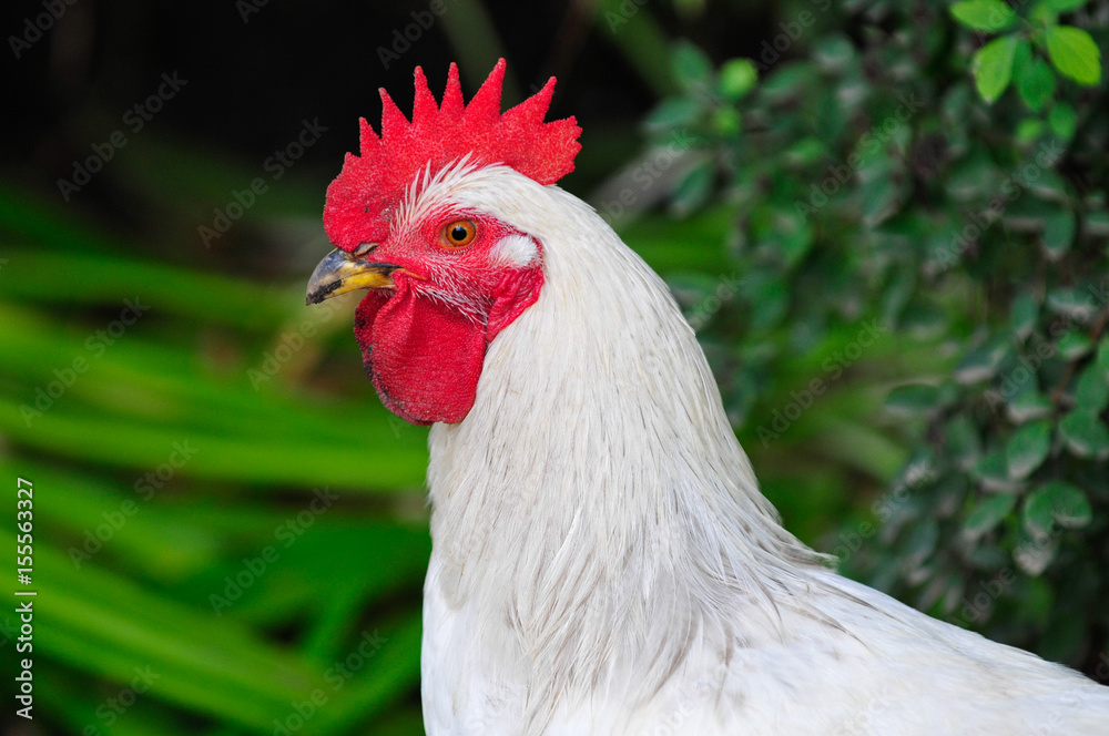 Fototapeta premium majestic cock