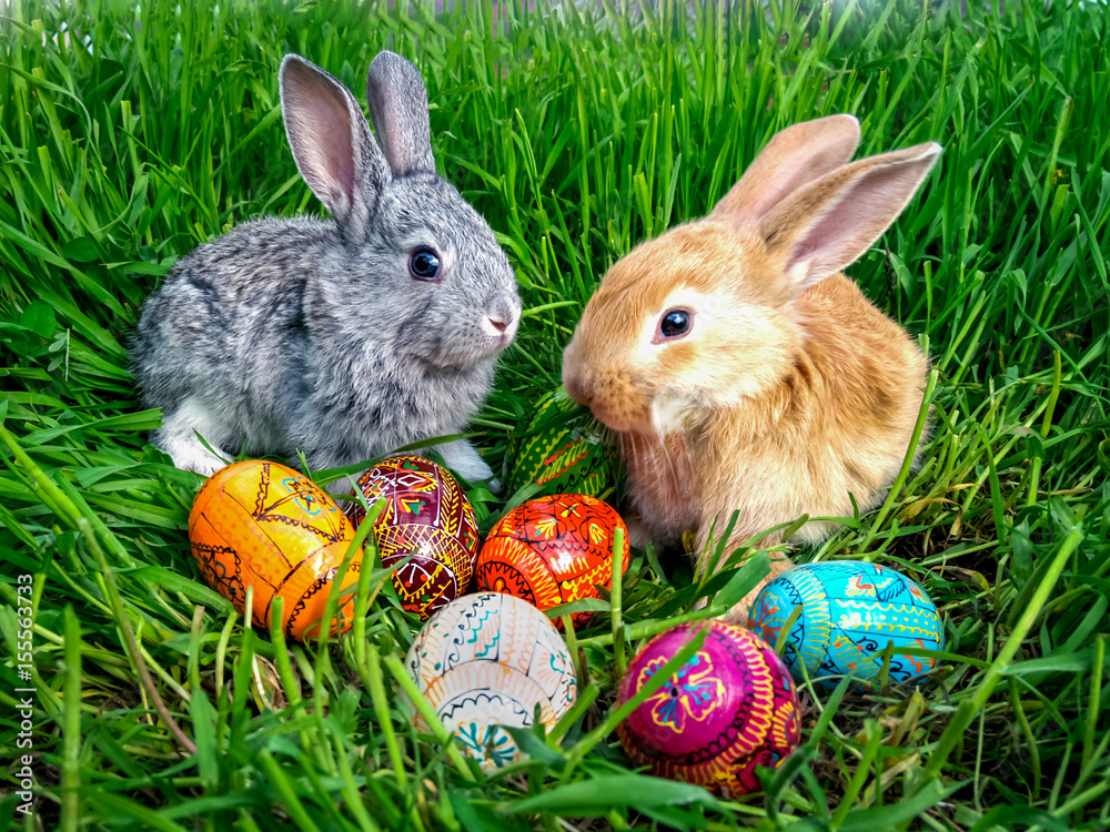 Easter bunny eggs on green grass Easter bunny eggs on green grass