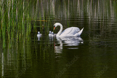 Swans swimming with young cygnets between reed plants - Poland   Europe