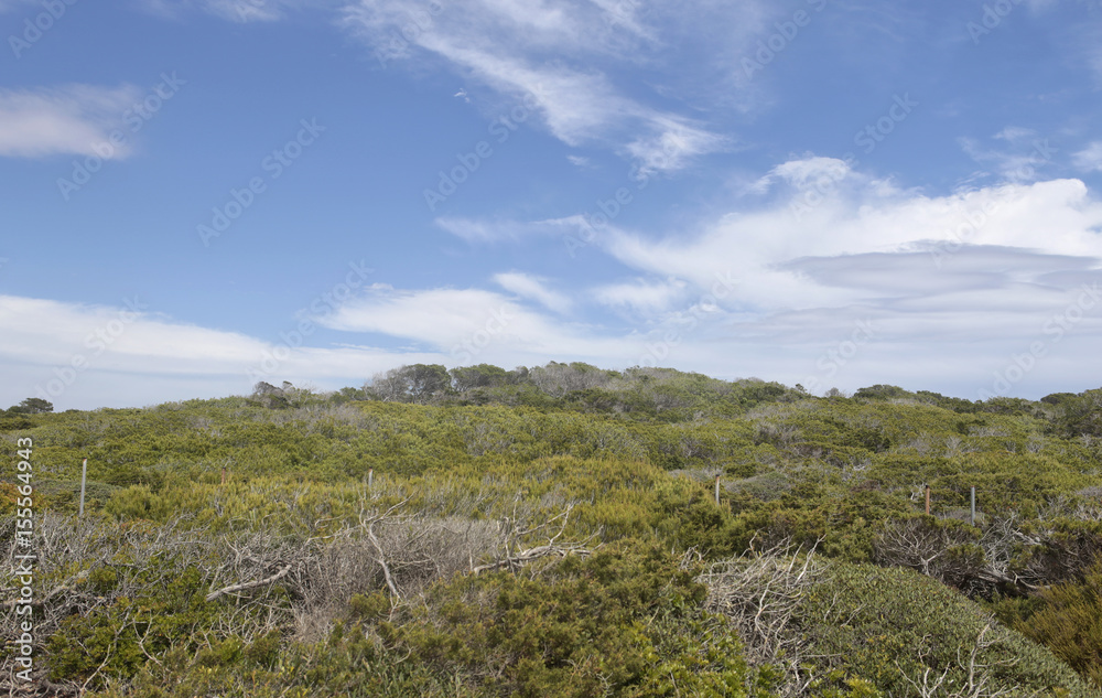 Ses Salines cape mediterranean seaside vegetation in the South side of the Spanish island of Mallorca Ses Salines cape mediterranean seaside vegetation in the South side of the Spanish island of Mallorca