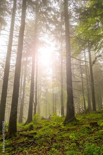 Sonnenschein im Wald