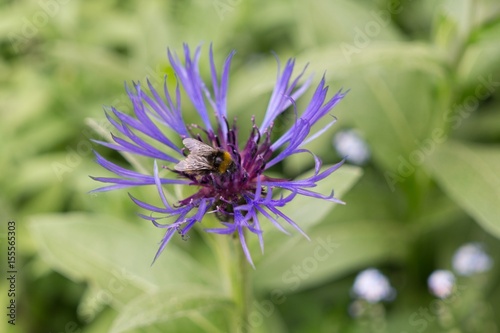 Bumblebee on purple flower. Slovakia