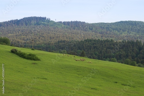 Wallpaper Mural Sheep on the meadow. Slovakia Torontodigital.ca