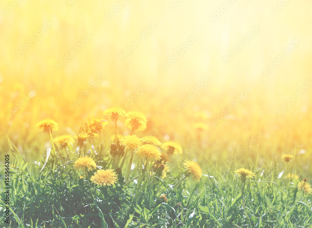 Fototapeta premium Photo with spring dandelions