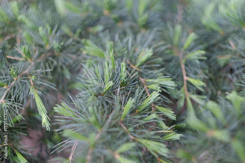 Green branches of coniferous tree with young shoots