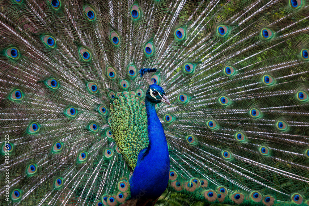 Fototapeta premium Paon en parade nuptiale