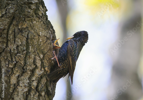 Starling has brought to their Chicks in a hollow tree food in beak