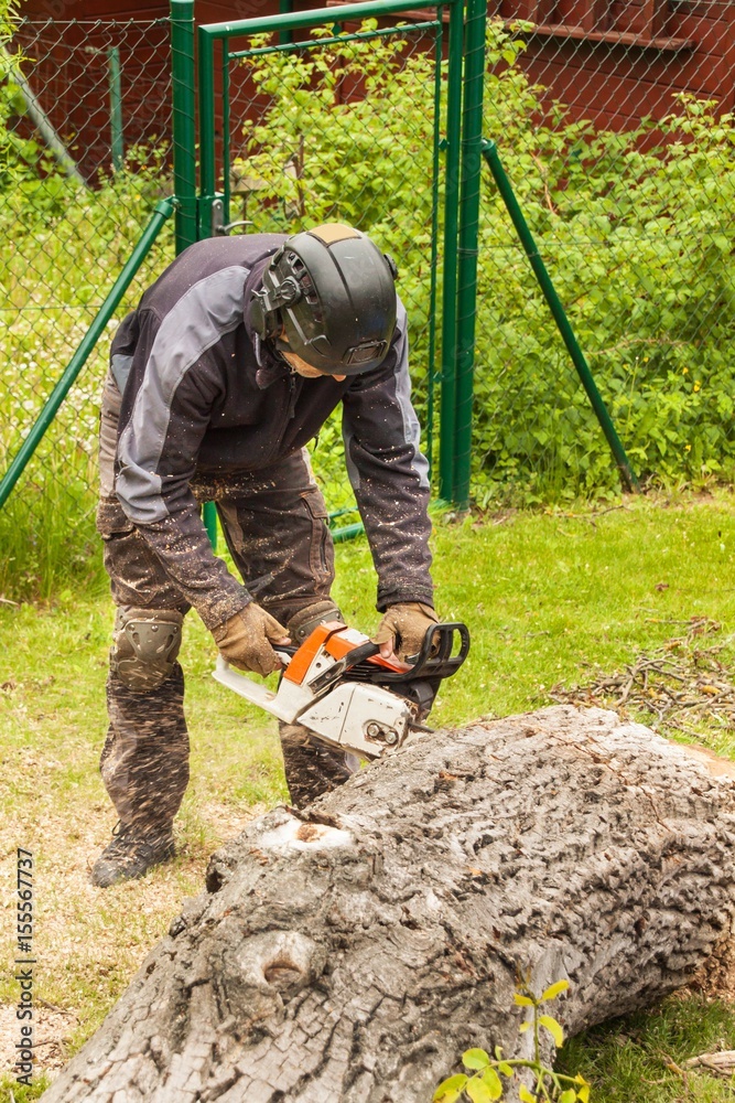 Woodcutter cuts the chain saw. Professional Lumberjack Cutting a big Tree in the garden. Woodcutter cuts the chain saw. Professional Lumberjack Cutting a big Tree in the garden.