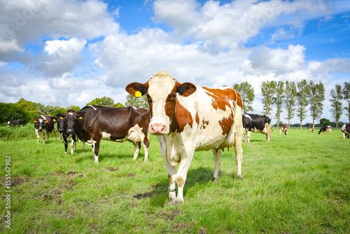 Neugierig blickende Kühe auf einer friesischen Sommerwiese © Countrypixel