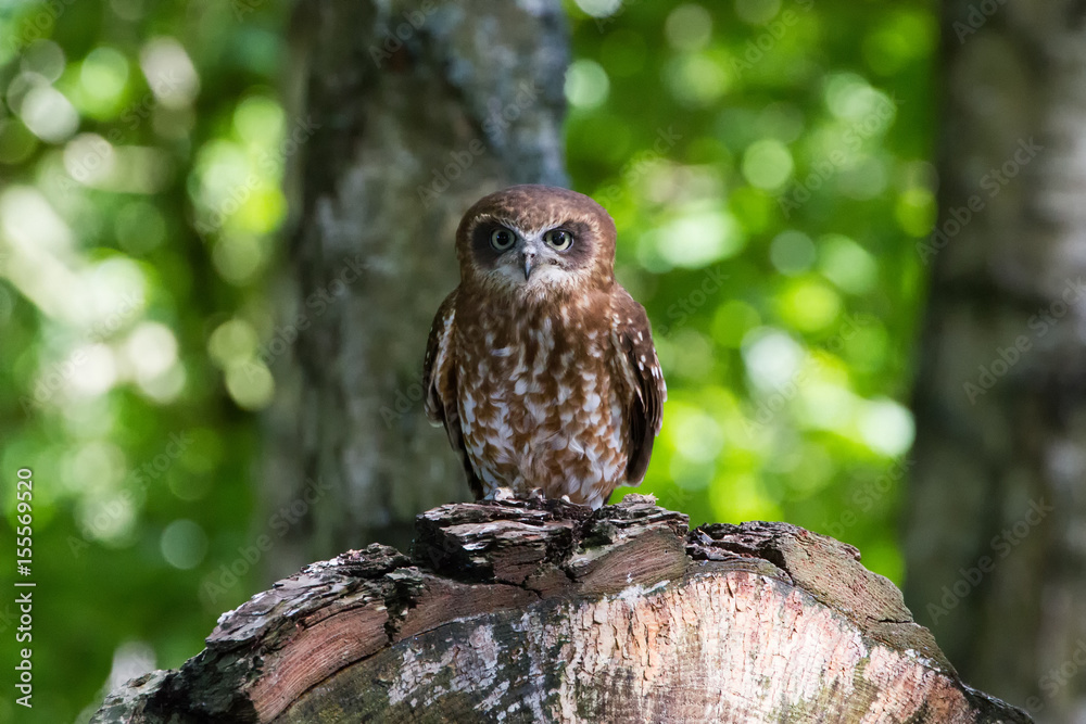 Southern Boobook Owl ((Ninox boobook) of Australisia Southern Boobook Owl ((Ninox boobook) of Australisia