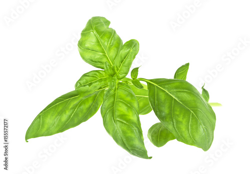 Green basil leaves isolated on a white background