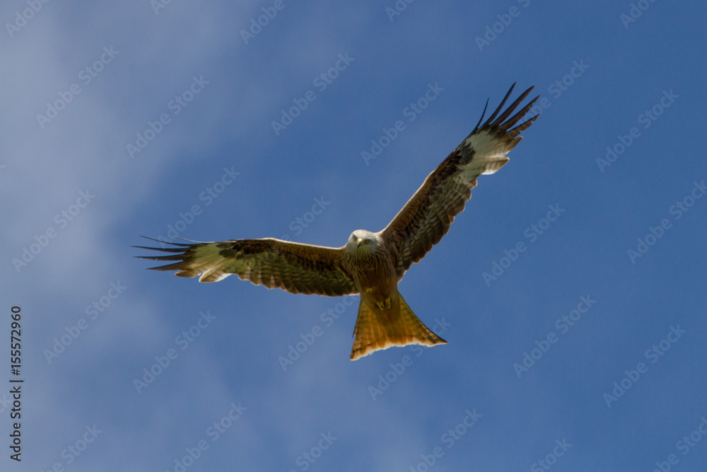 Red Kite (Milvus milvus) in flight agaist blue skies Red Kite (Milvus milvus) in flight agaist blue skies