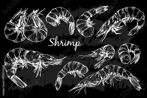 Seafood collection. Shrimp