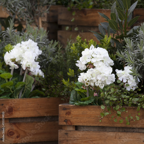 the Artificial hydrangeas and geraniums in wooden boxes near Covent Garden