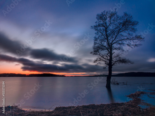 The tree in the water photo