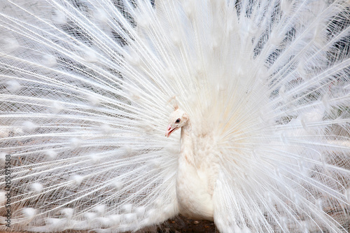 White peacock with the opened tail