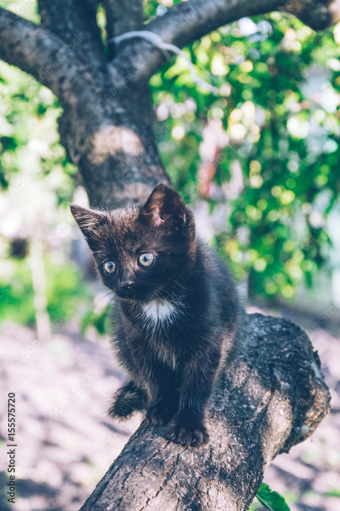 Lovely curious black kitten Lovely curious black kitten