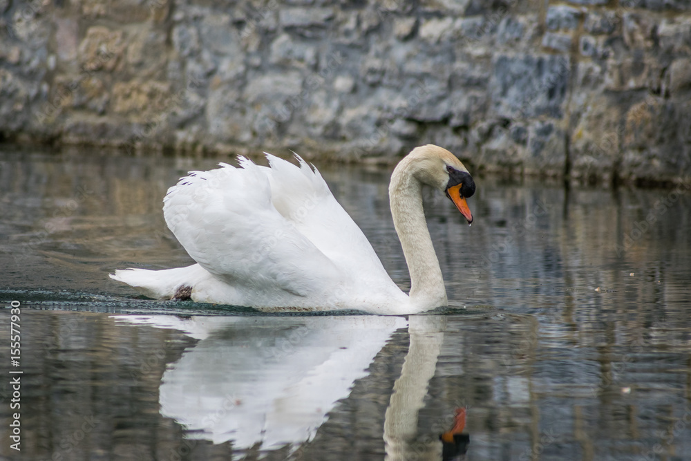 Fototapeta premium white swan with reflection at the water