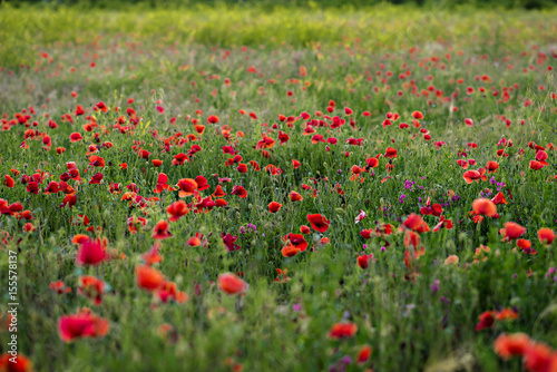 Field of poppies under a blue sky on a sunny day