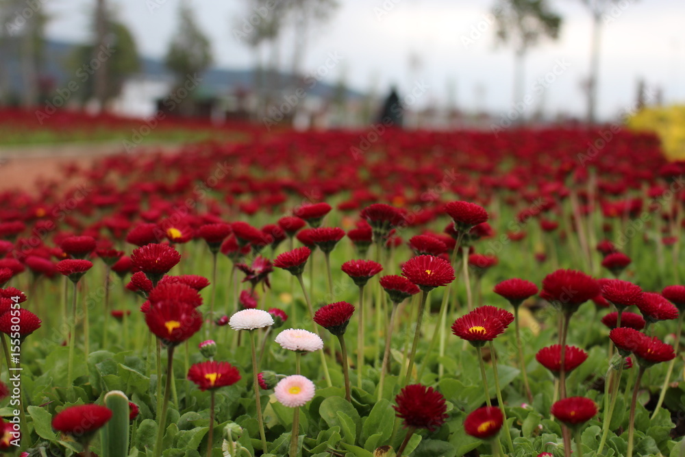 flowers flowers
