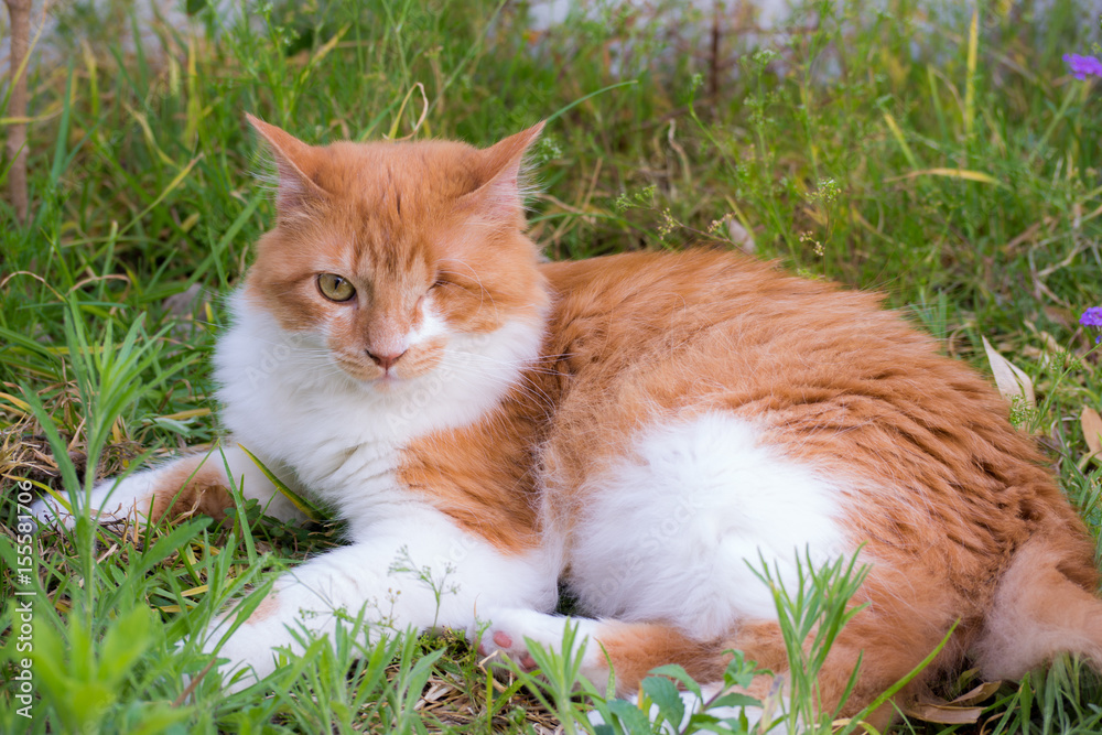 Cat portrait in garden