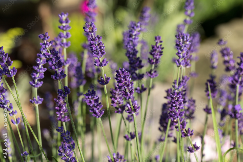 Fototapeta premium Garden with the flourishing lavender