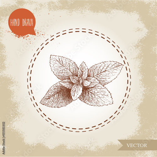 hand drawn sketch style mint branch. Healthy herb vector illustration. Peppermint leafs. © Sketch Master