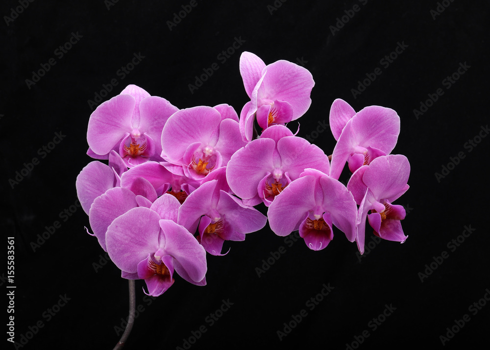 Pink orchid flower isolated on black background Pink orchid flower isolated on black background