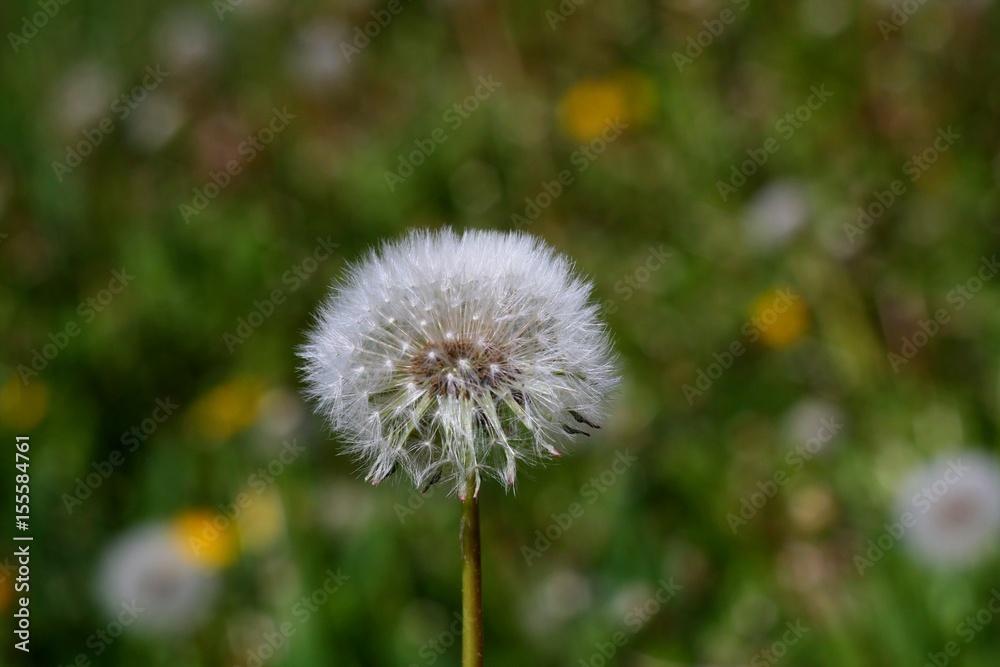 Close up seed white flower dandelion close up on natural green textured background Close up seed white flower dandelion close up on natural green textured background