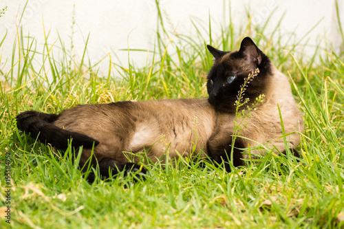 Fototapeta Naklejka Na Ścianę i Meble -  Cat portrait in garden