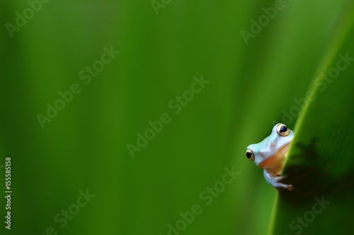 Little tree frog clutching behind green leaf and blurry natural background with selective focus