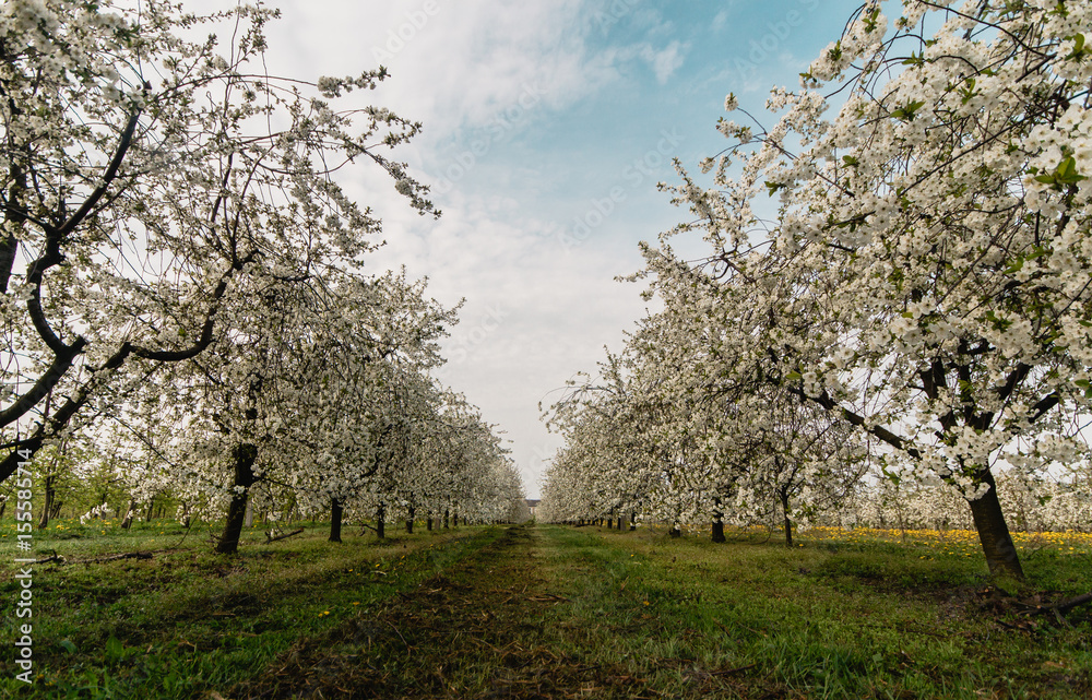 Fototapeta premium Blooming cherry trees