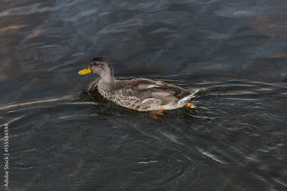 Fototapeta premium Wild duck swimming. Colorful lake background.