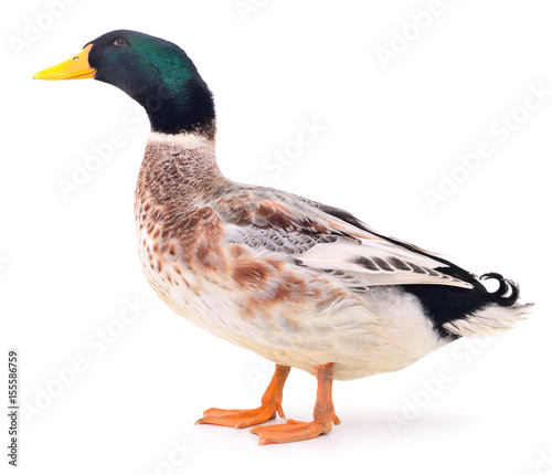 Brown duck on white.
