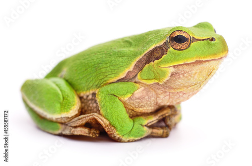 Small tree frog.