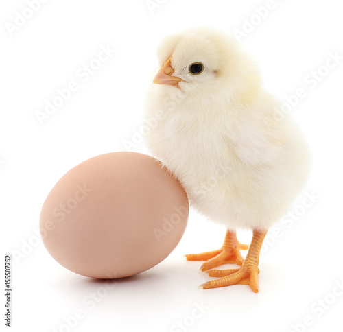 Two chickens and egg