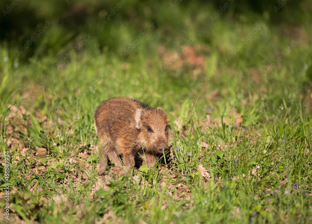 Wild boar piglet walking on grass Wild boar piglet walking on grass