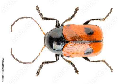 Fotografia, Obraz Leaf beetle Cryptocephalus bipunctatus isolated on white background, close up of beetle