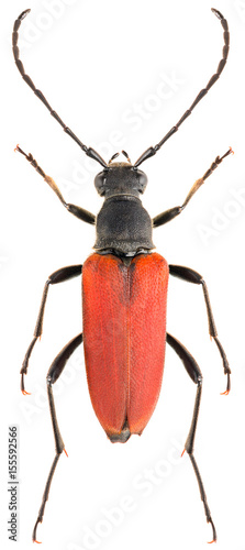 Tableau sur toile Long-horned beetle Anastrangalia sanguinolenta isolated on white background, dor