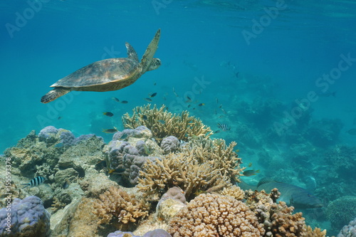 A green sea turtle underwater on a coral reef with tropical fish, Pacific ocean, New Caledonia © dam