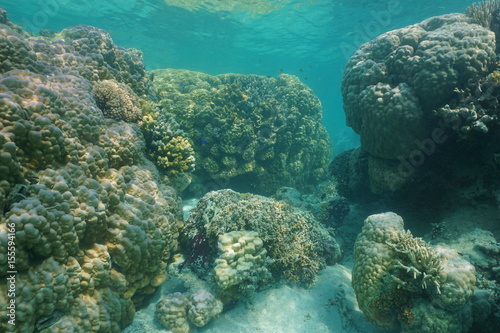 Massive stony corals underwater in the lagoon of Grande-Terre island, south Pacific ocean, New Caledonia, Oceania