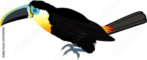 vector channel-billed toucan