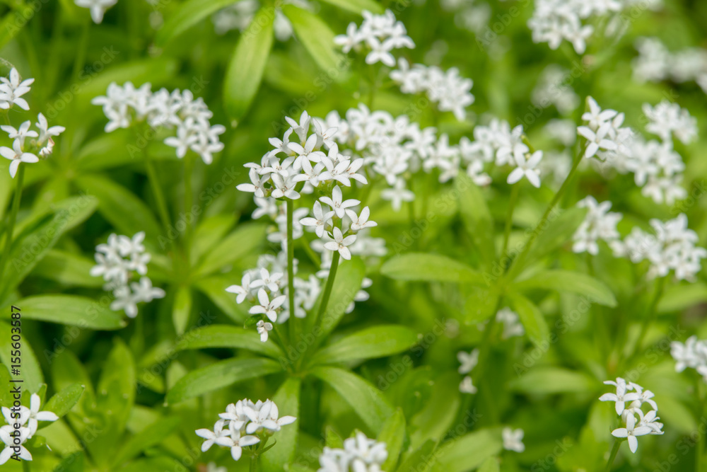 Waldmeister - Blühender Waldmeister. Galium odoratum. Waldmeister - Blühender Waldmeister. Galium odoratum.