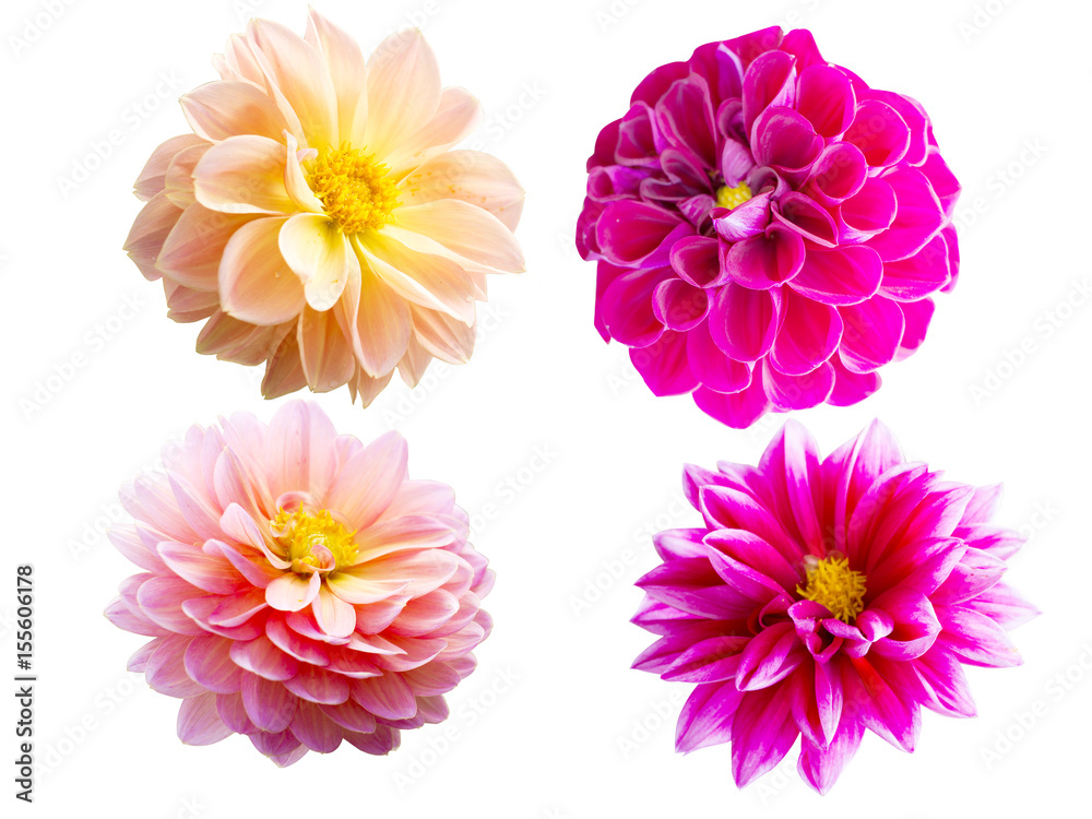 Fototapeta premium flower isolated on white background